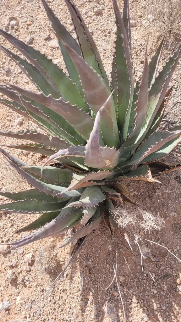 Agave Palmeri