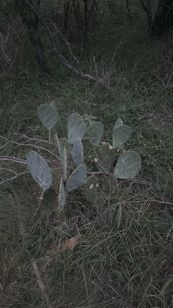Opuntia Lindheimeri