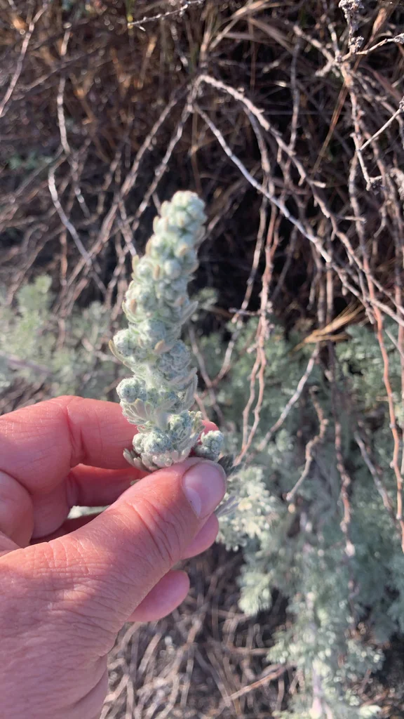 Artemisia Pycnocephala