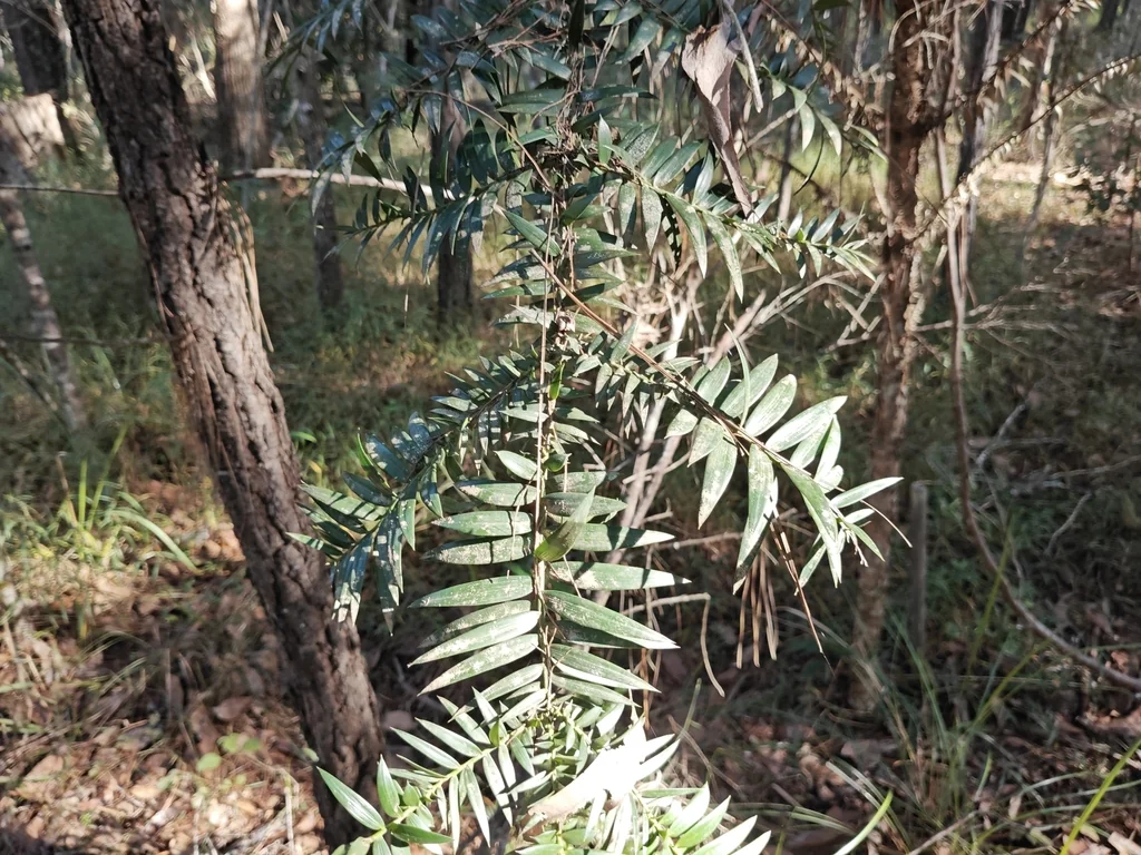 Araucaria Bidwillii