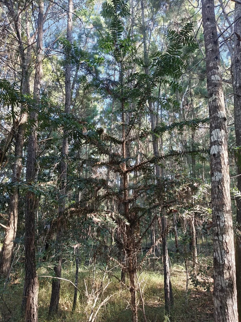 Araucaria Bidwillii