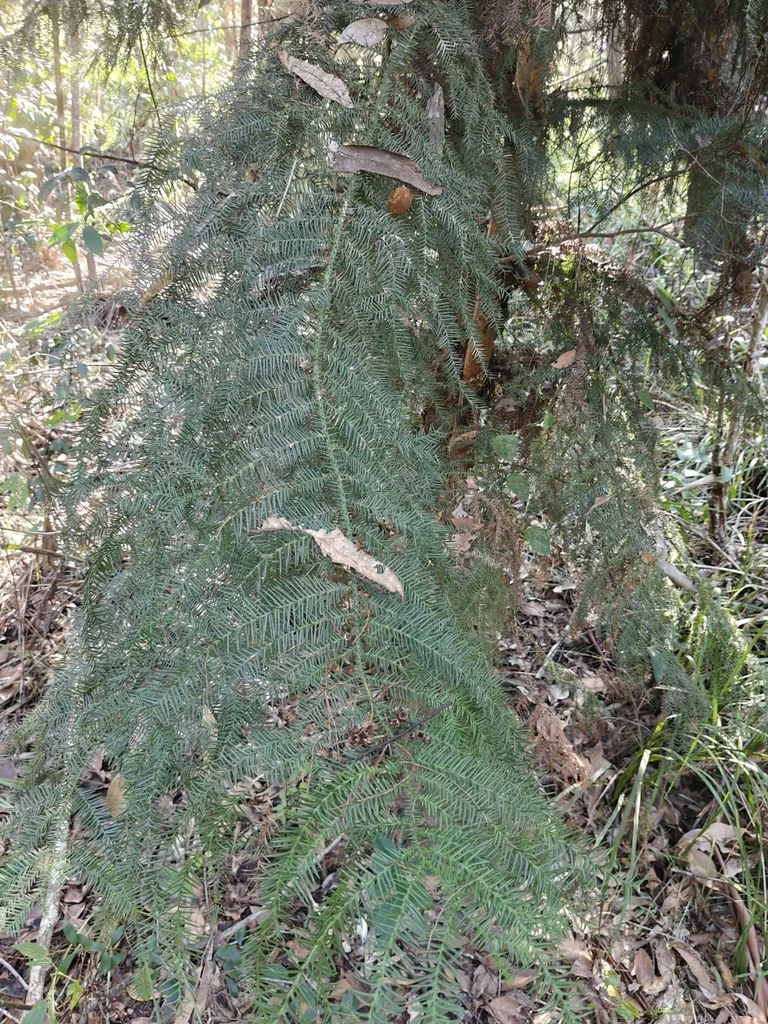 Araucaria Cunninghamii