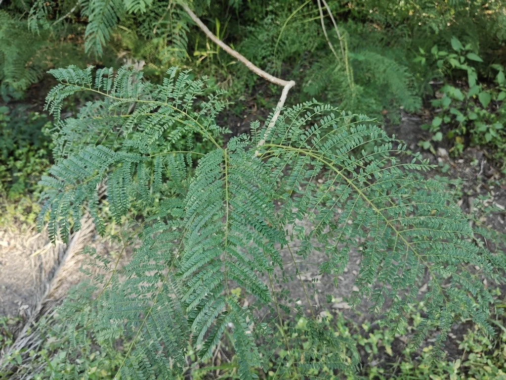 Jacaranda Mimosifolia