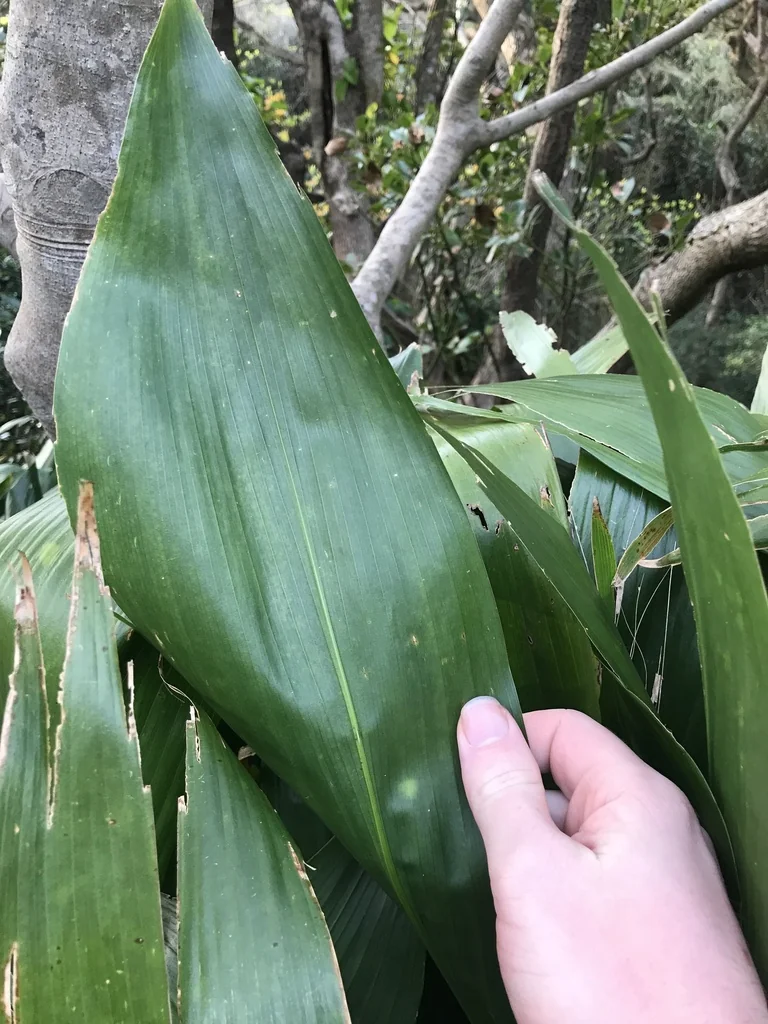 Aspidistra Elatior