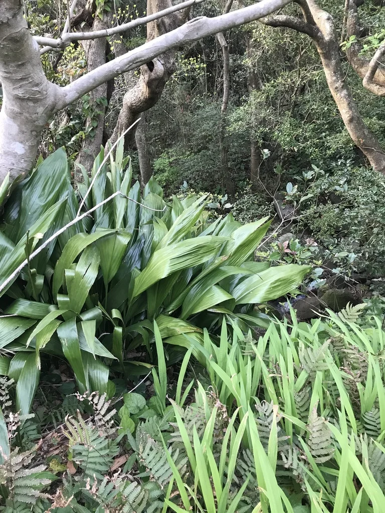 Aspidistra Elatior