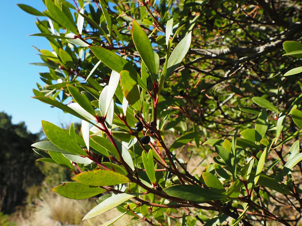 Drimys Lanceolata