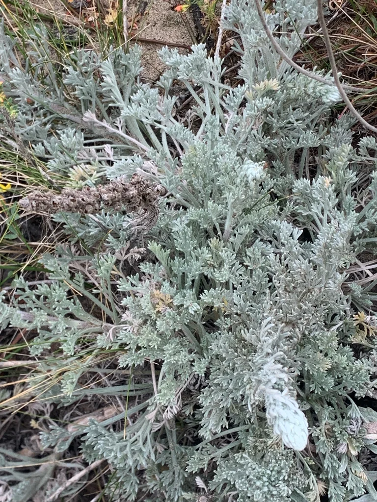 Artemisia Pycnocephala