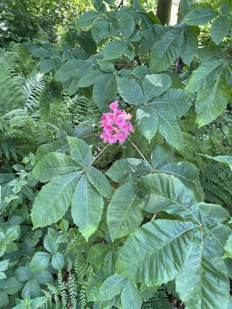 Aesculus X Carnea