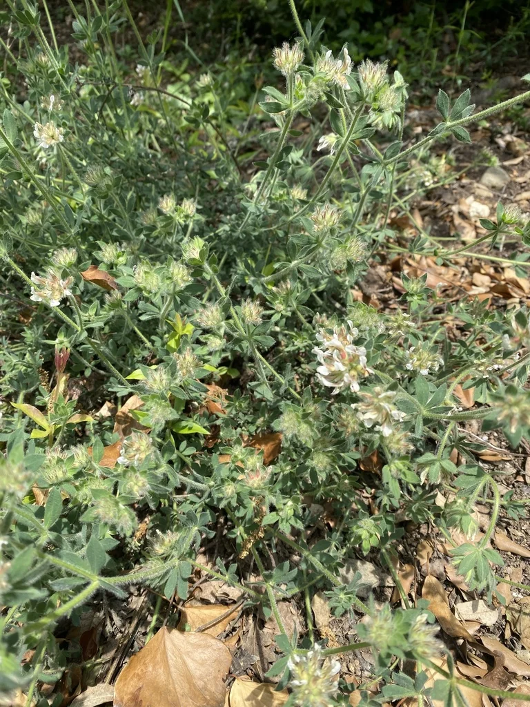 Dorycnium Hirsutum
