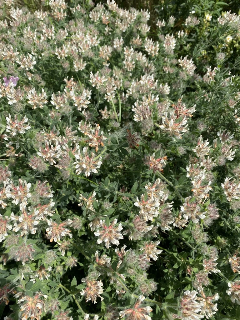 Dorycnium Hirsutum