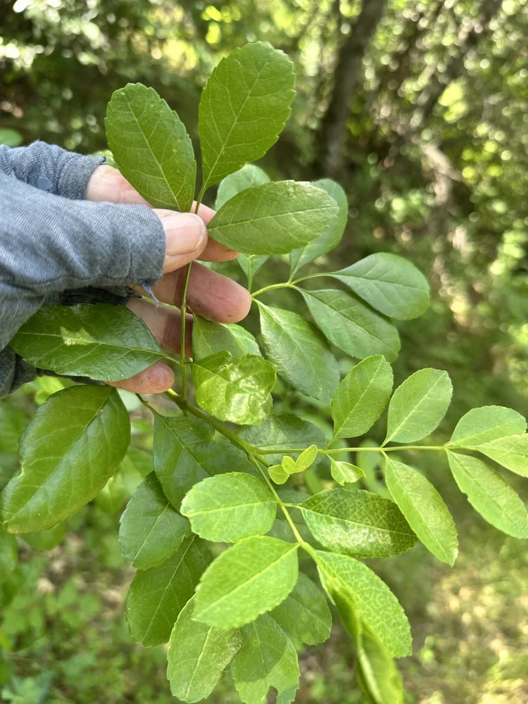 Fraxinus Dipetala
