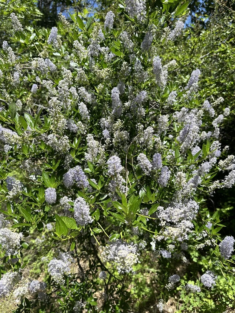 Ceanothus Integerrimus