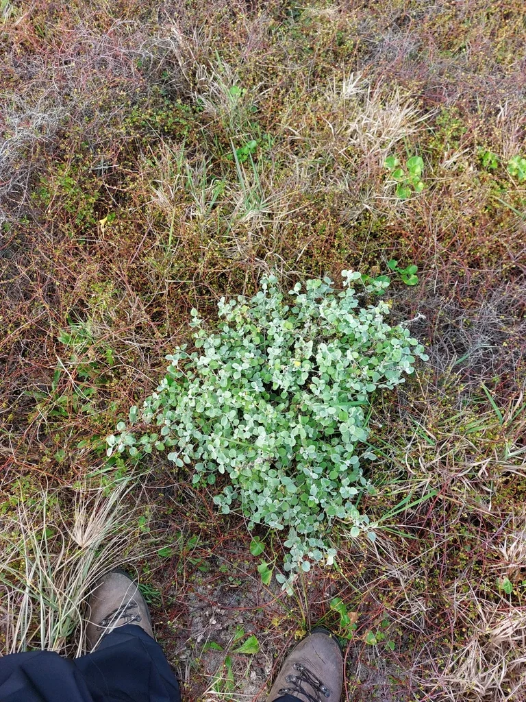 Helichrysum petiolare