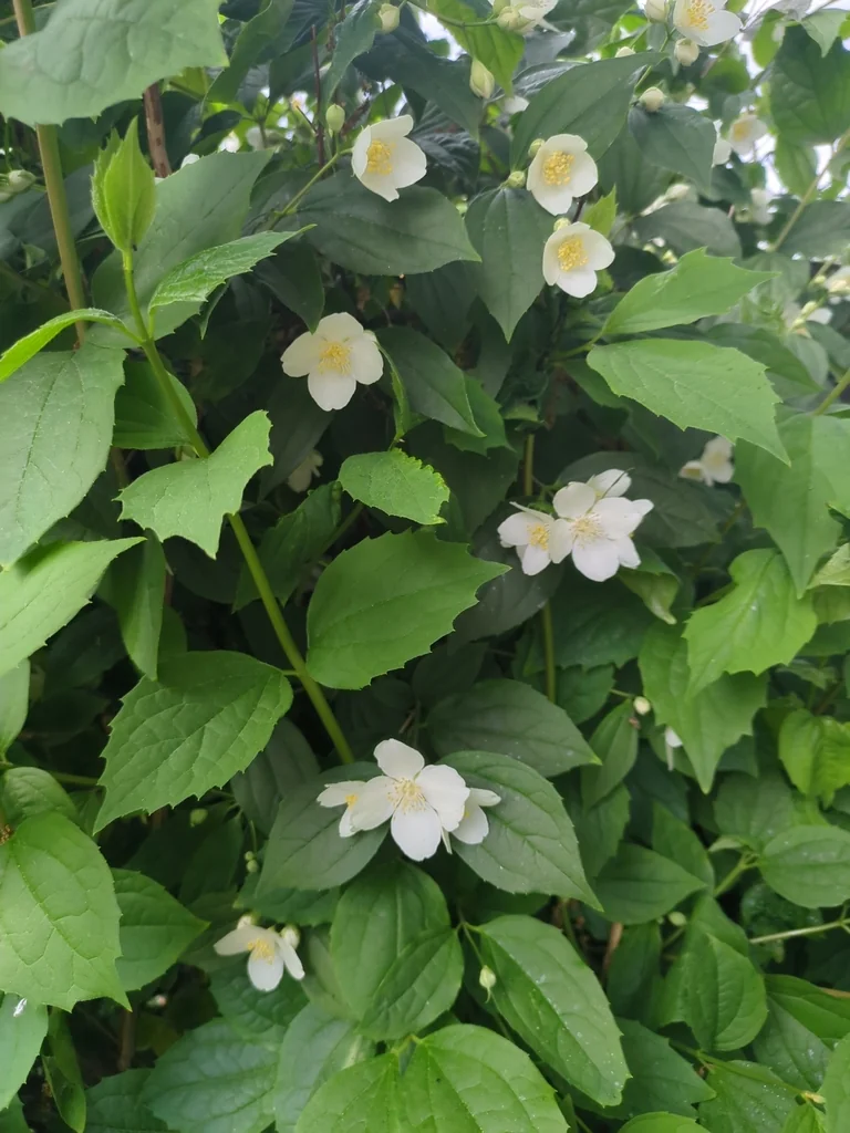 Philadelphus Coronarius