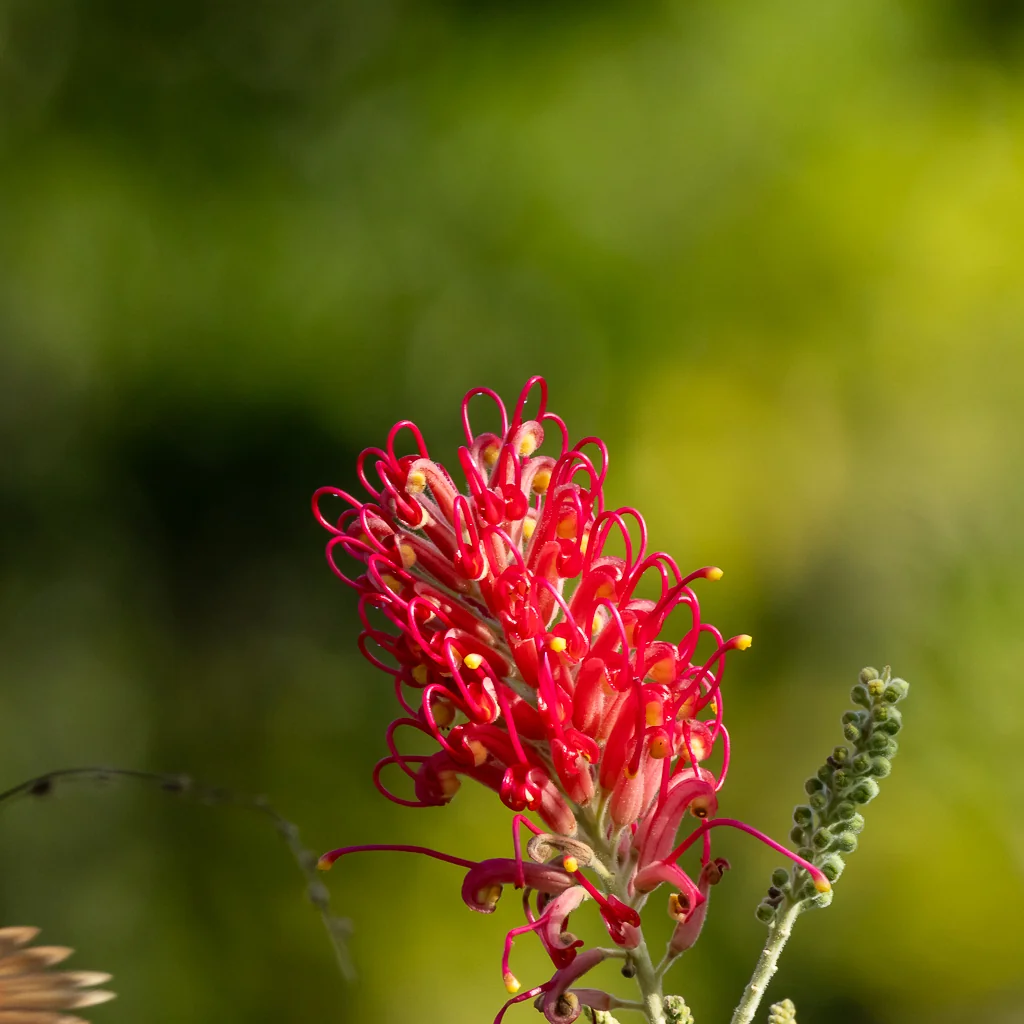 Grevillea Banksii