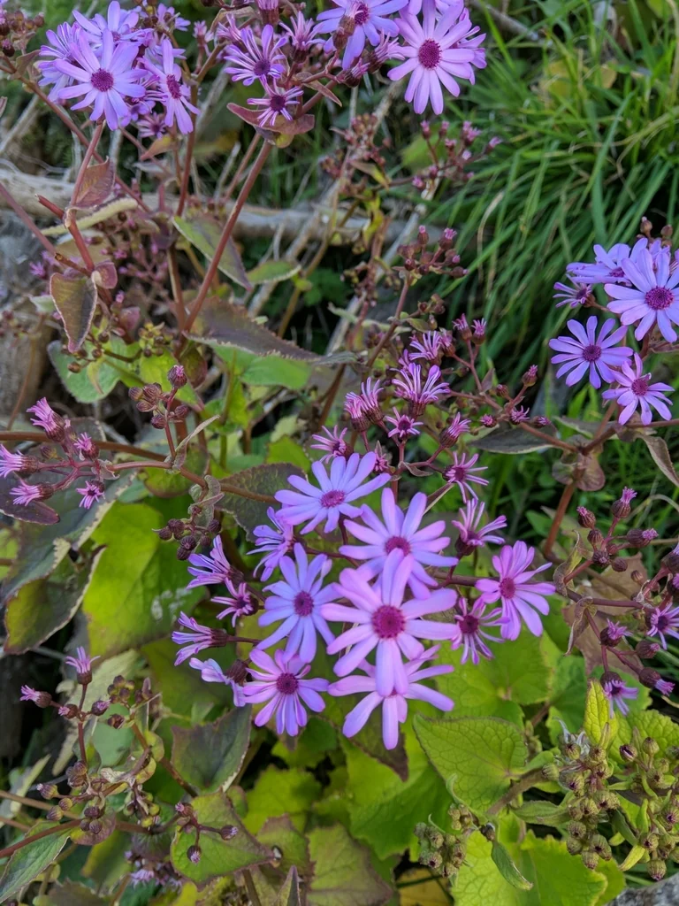 Senecio X Hybridus