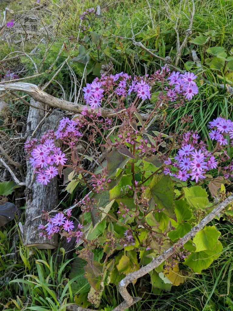 Senecio X Hybridus