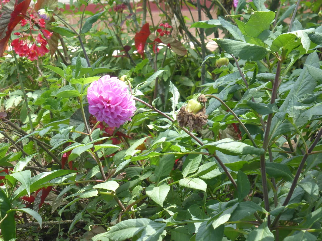 Dahlia variabilis