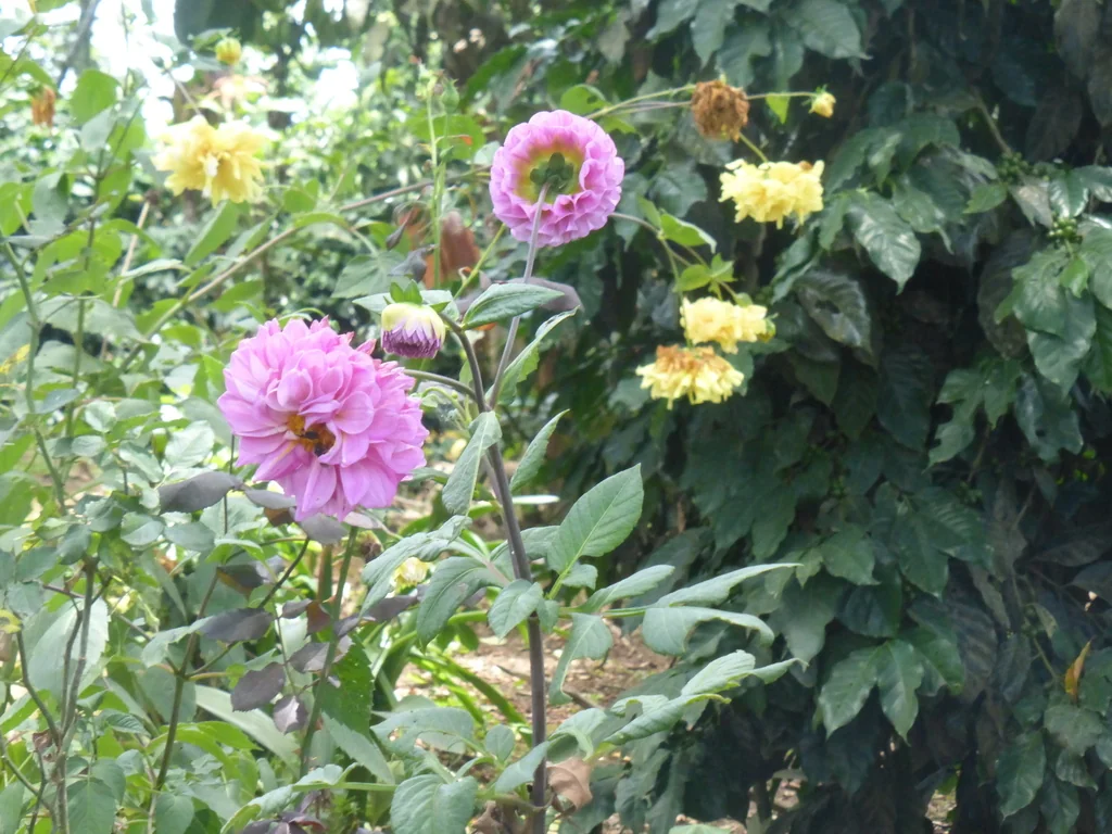 Dahlia variabilis