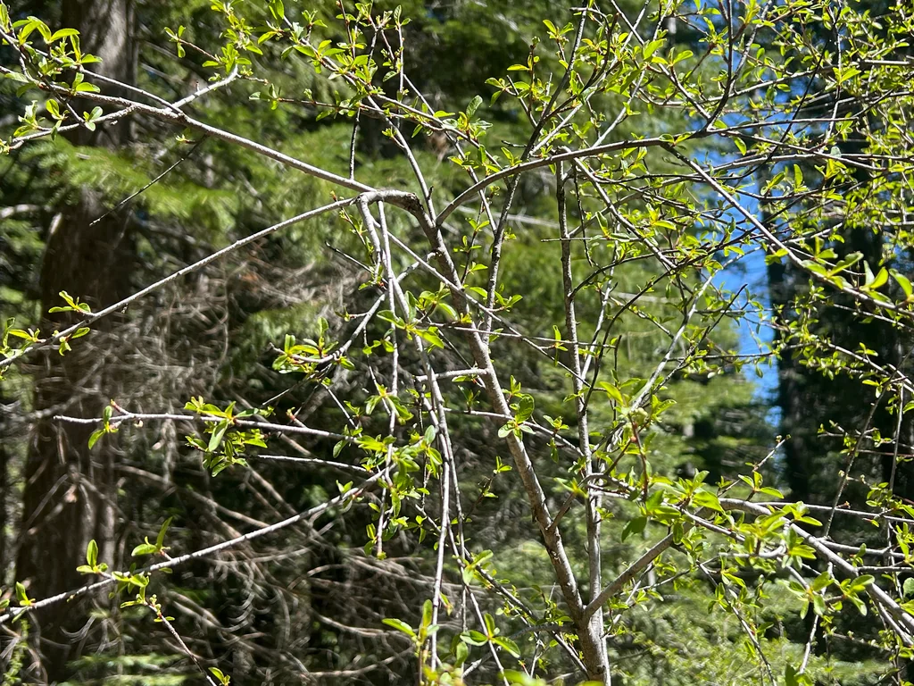 Prunus Emarginata