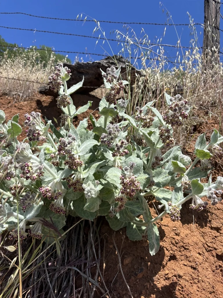 Asclepias Californica