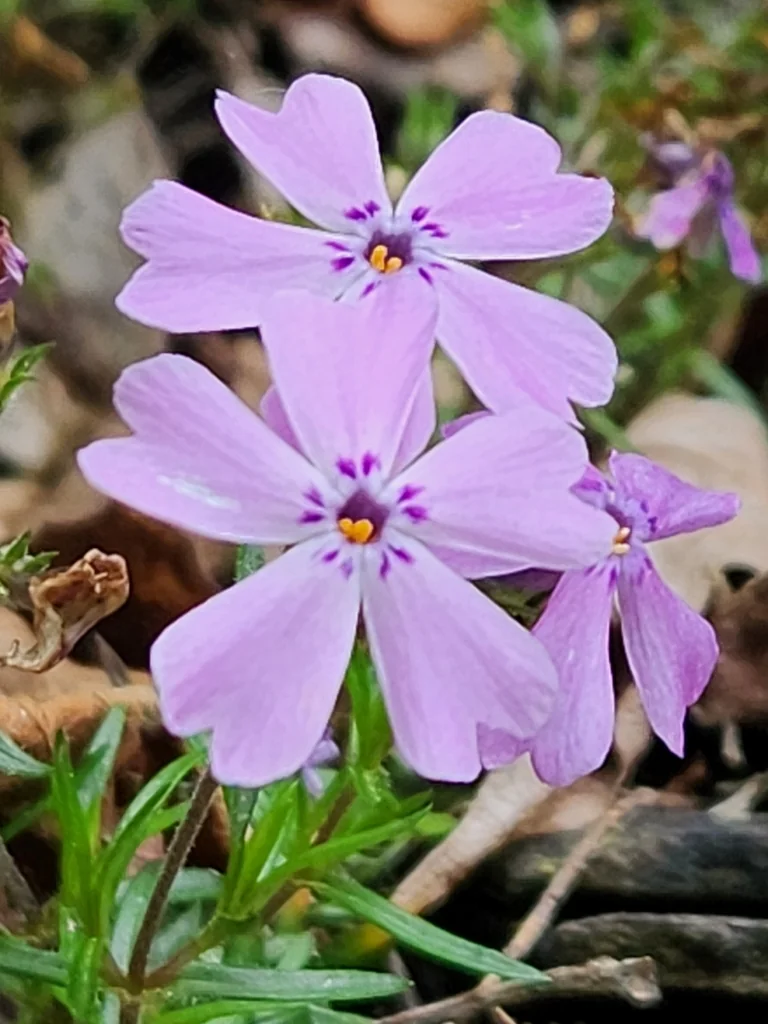Phlox Subulata