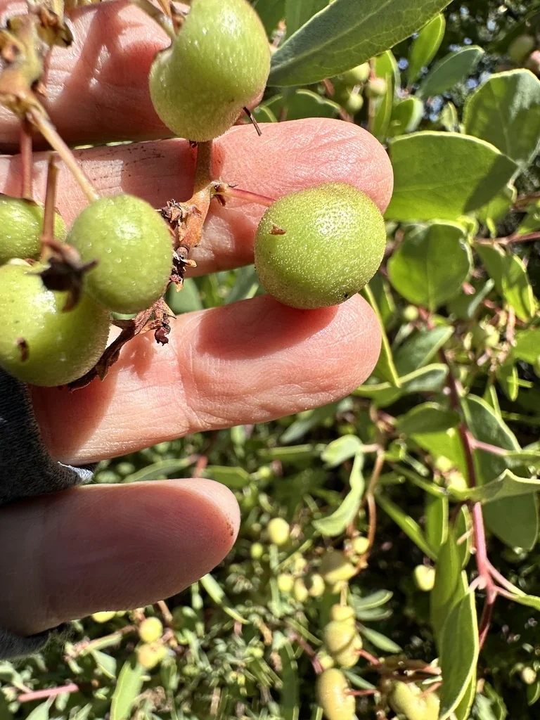 Arctostaphylos Manzanita