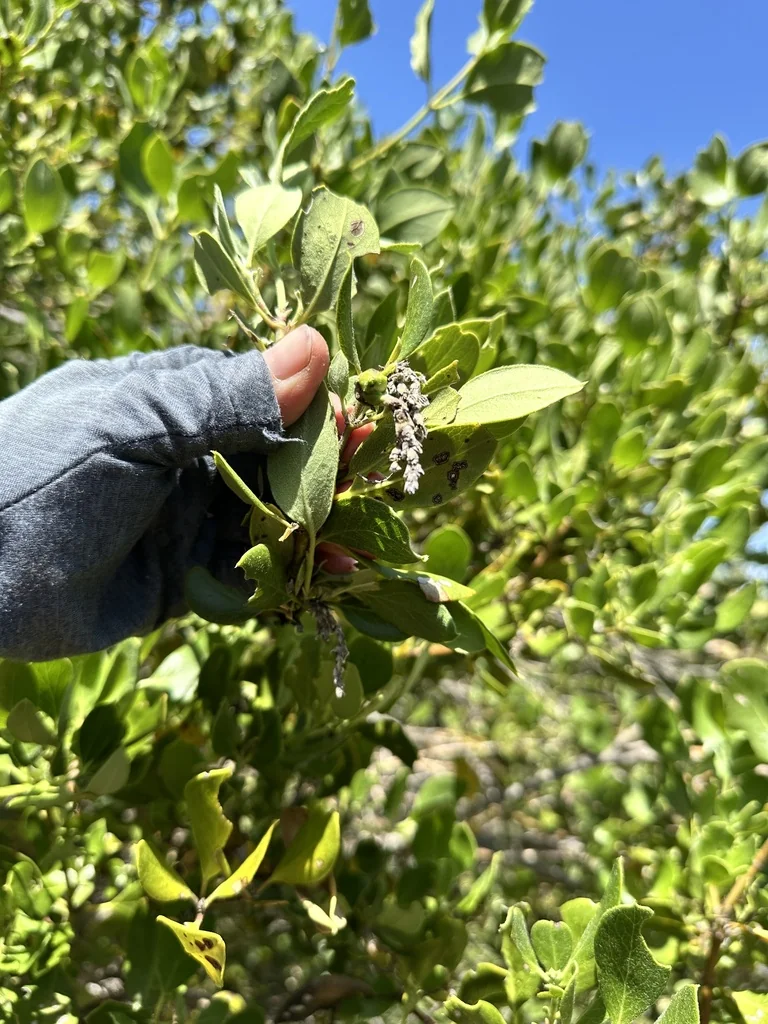 Garrya Fremontii