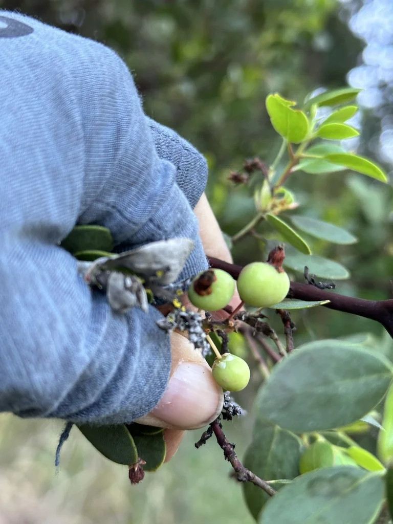 Arctostaphylos Manzanita