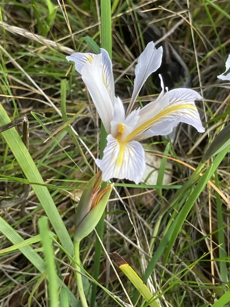 Iris Macrosiphon