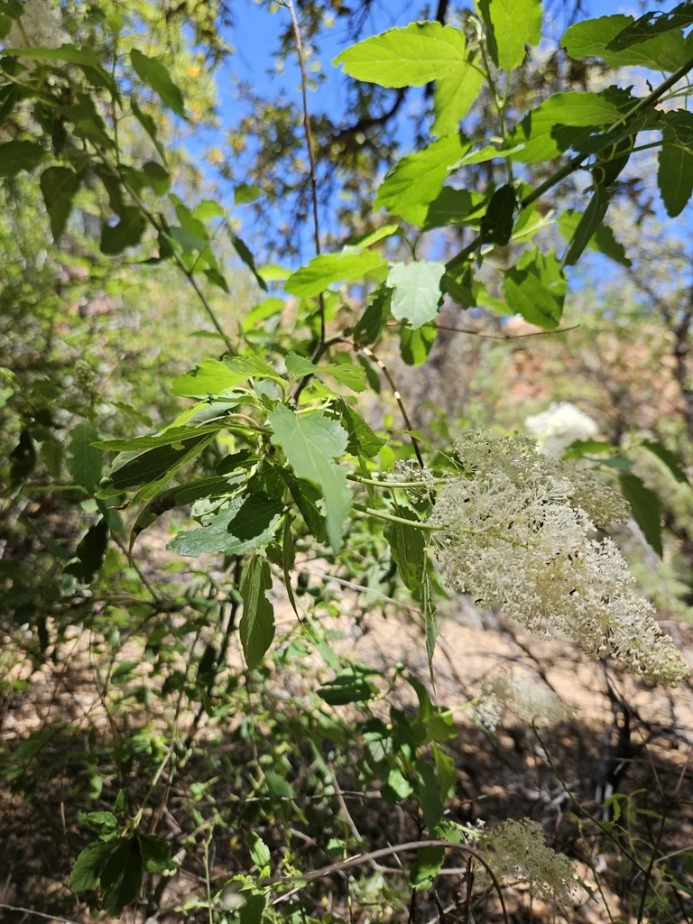 Ceanothus Integerrimus