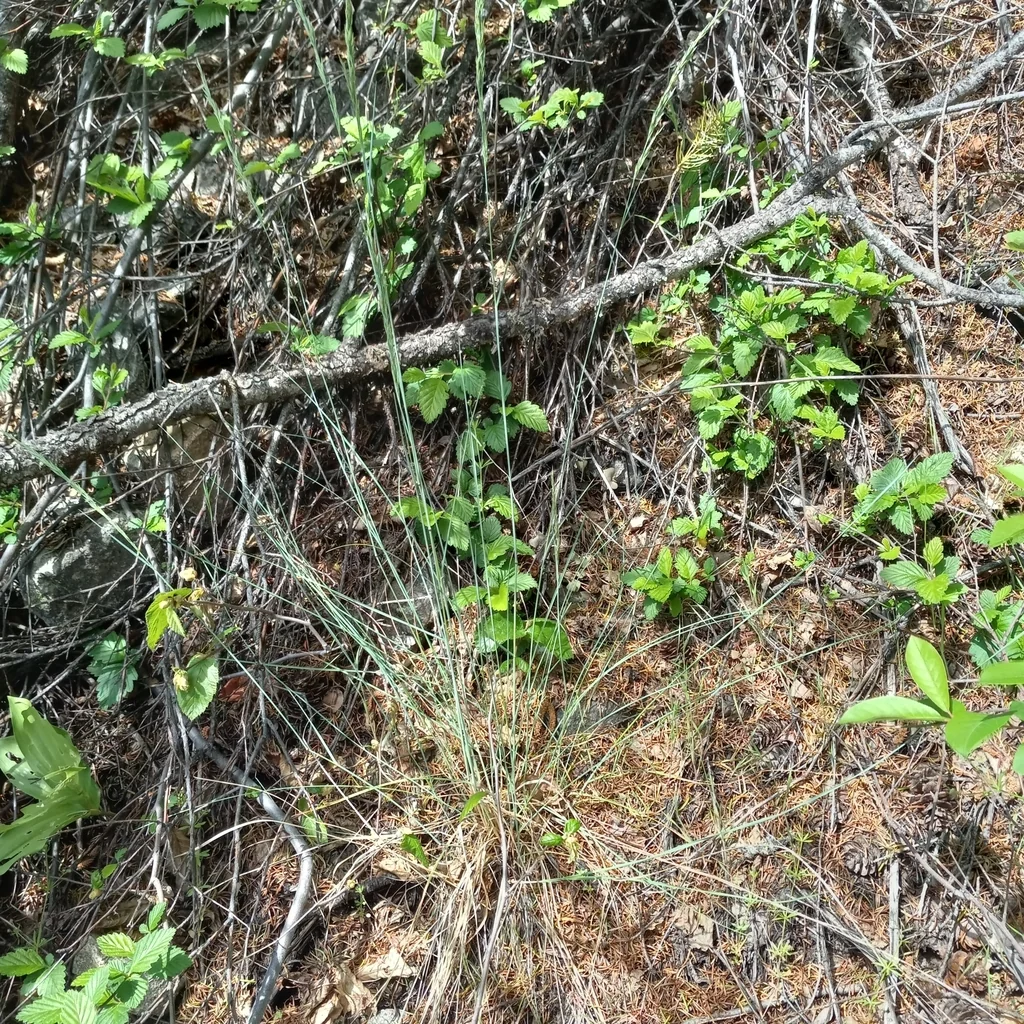 Poa Secunda