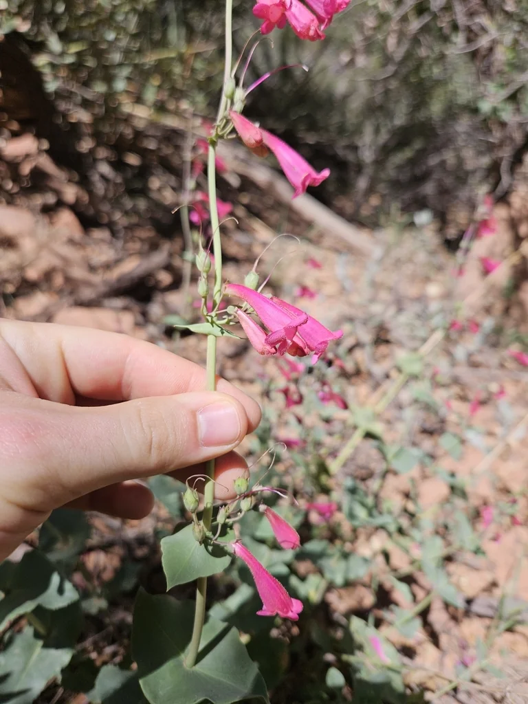 Penstemon Pseudospectabilis