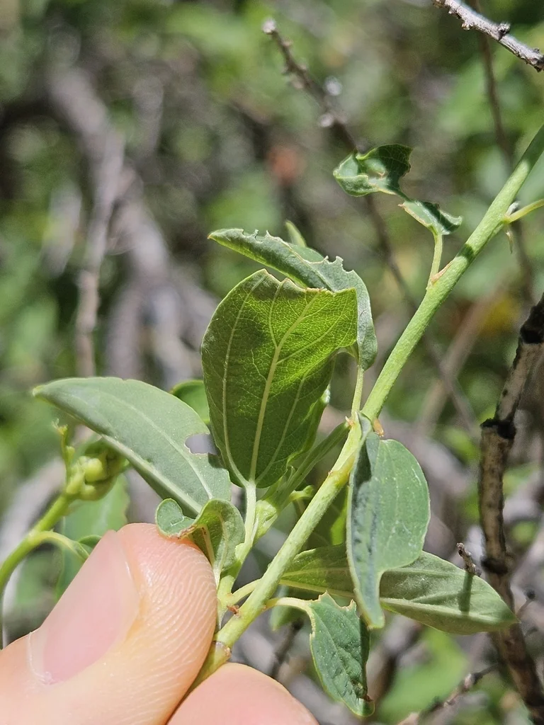 Ceanothus Integerrimus
