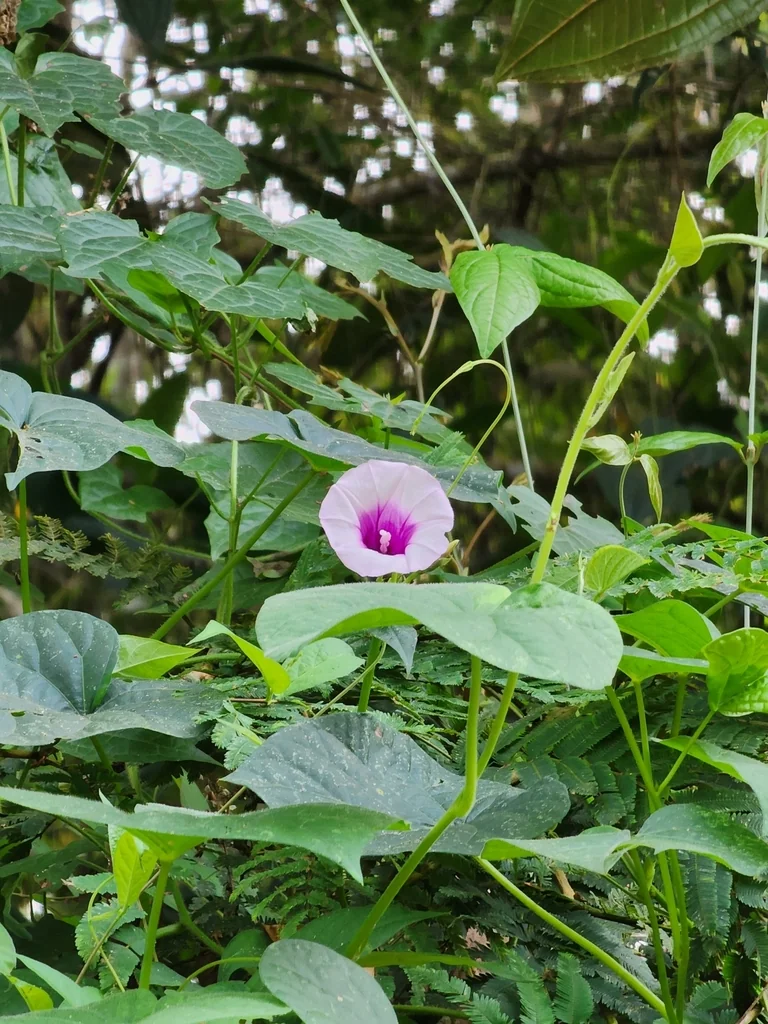 Ipomoea batatas
