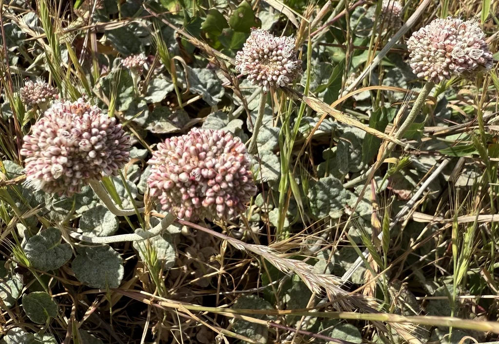 Eriogonum latifolium