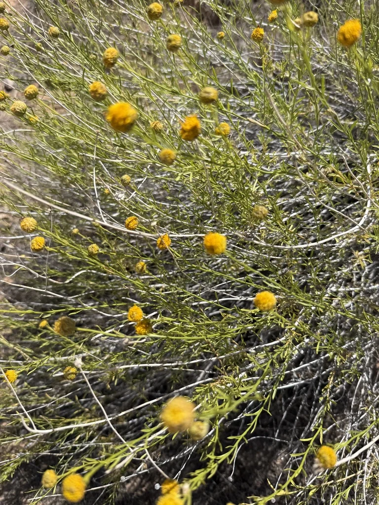 Ericameria Linearifolia
