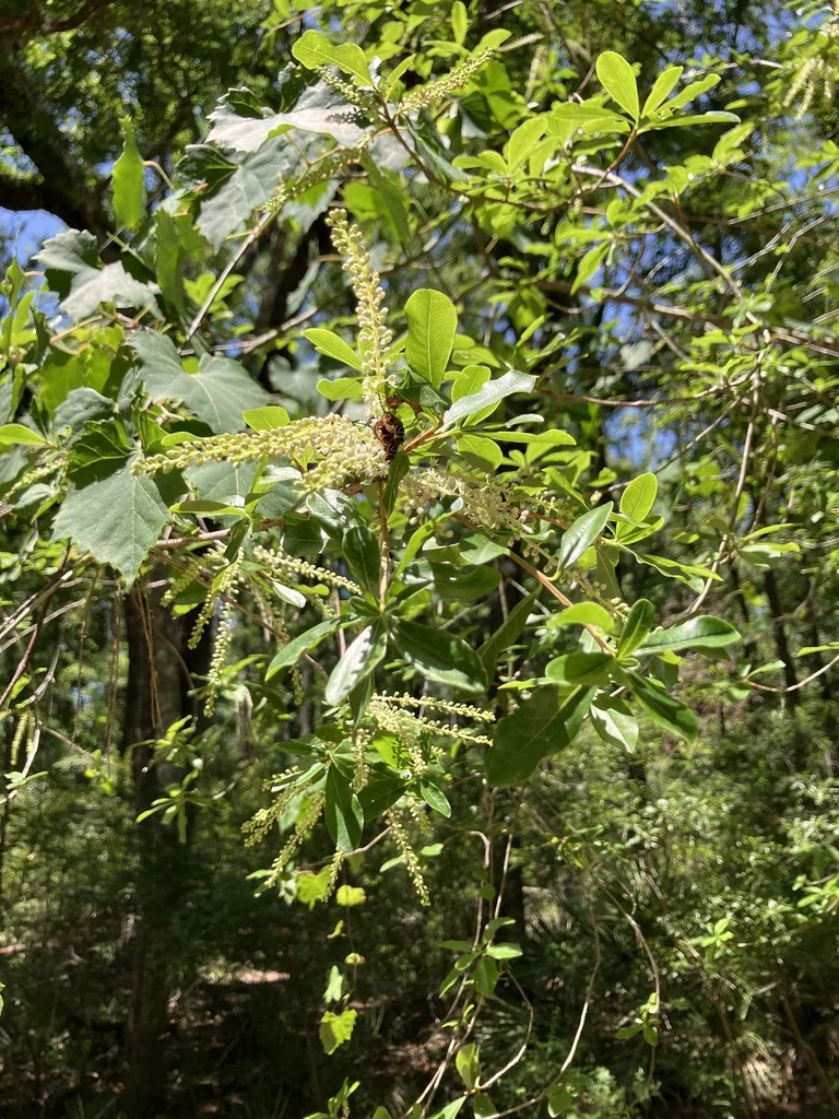 Cyrilla Racemiflora