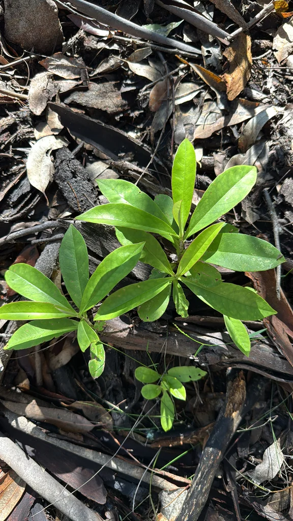 Hibbertia Scandens