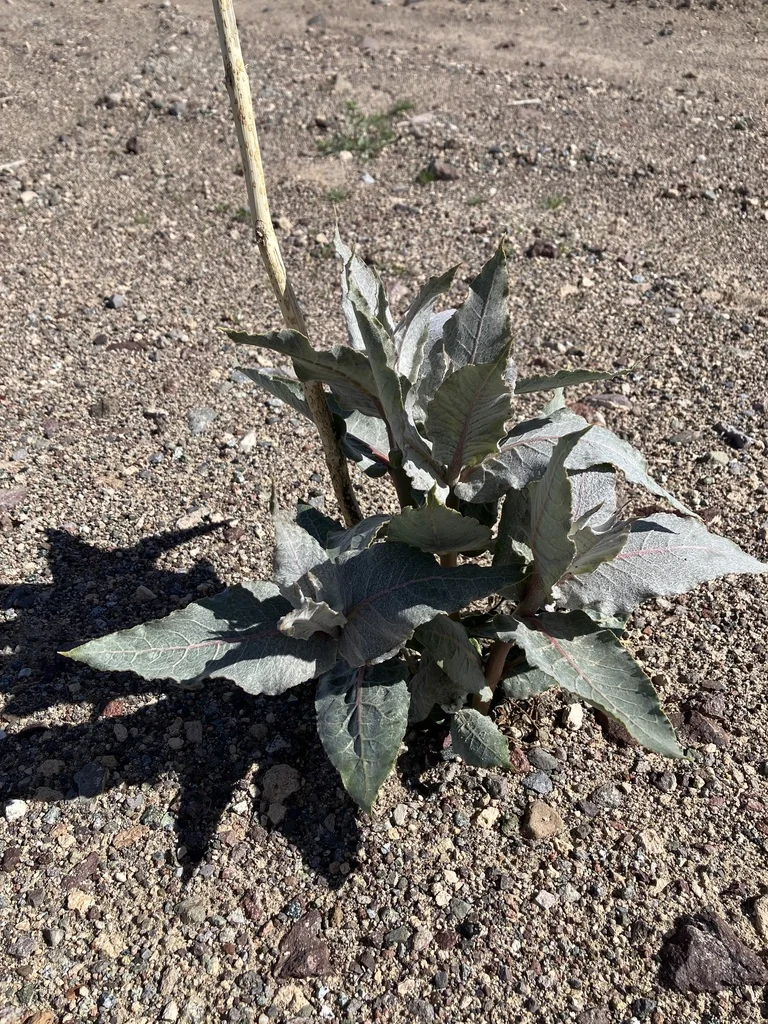 Asclepias Erosa