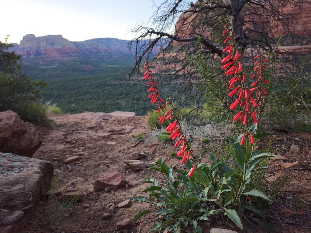 Penstemon Eatonii