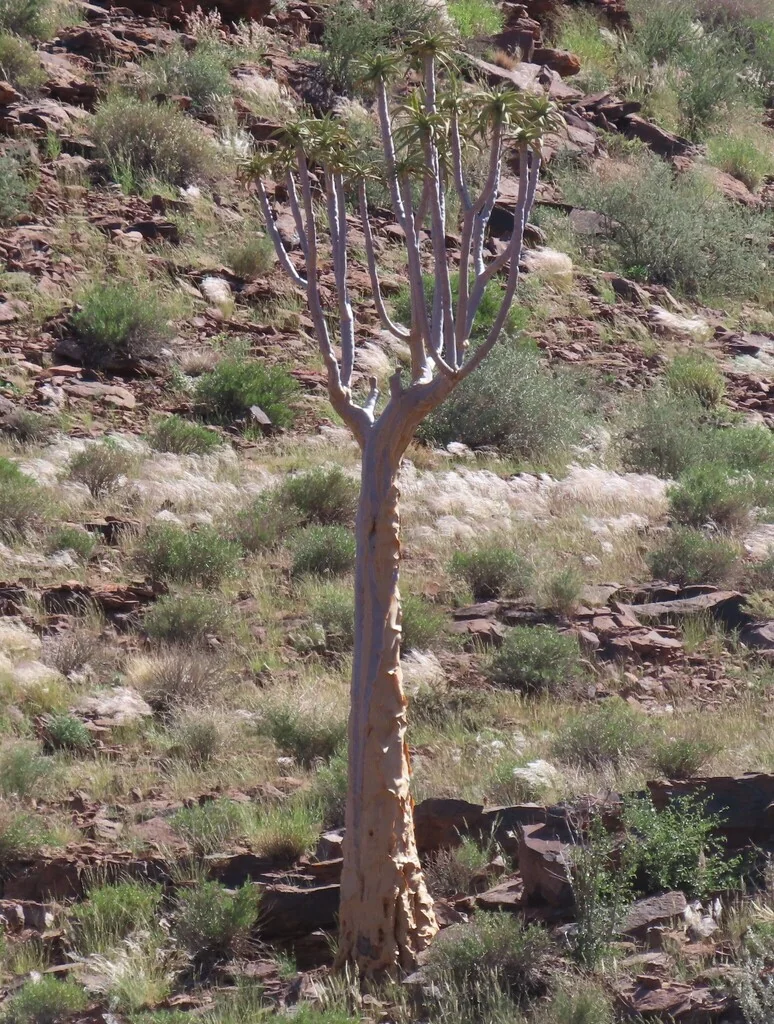 Aloe Dichotoma