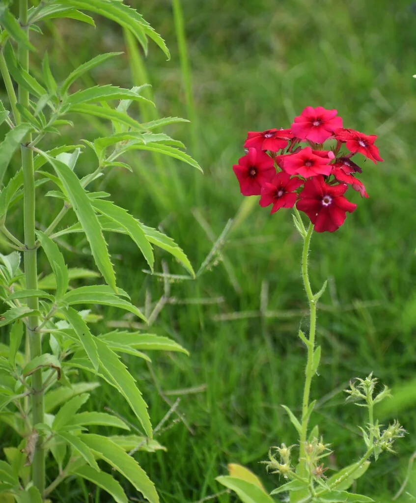 Phlox drummondii