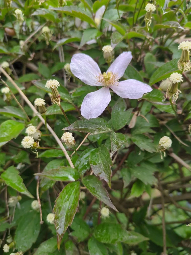 Clematis Montana
