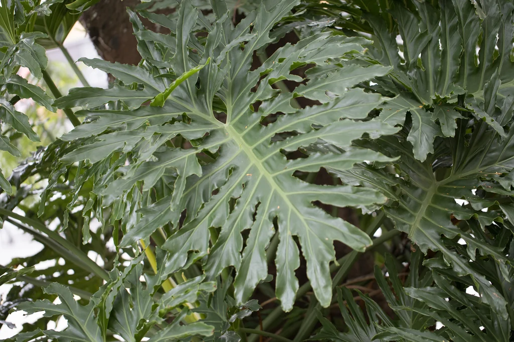 Philodendron Bipinnatifidum