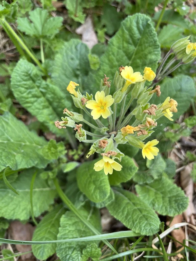 Primula X Polyantha