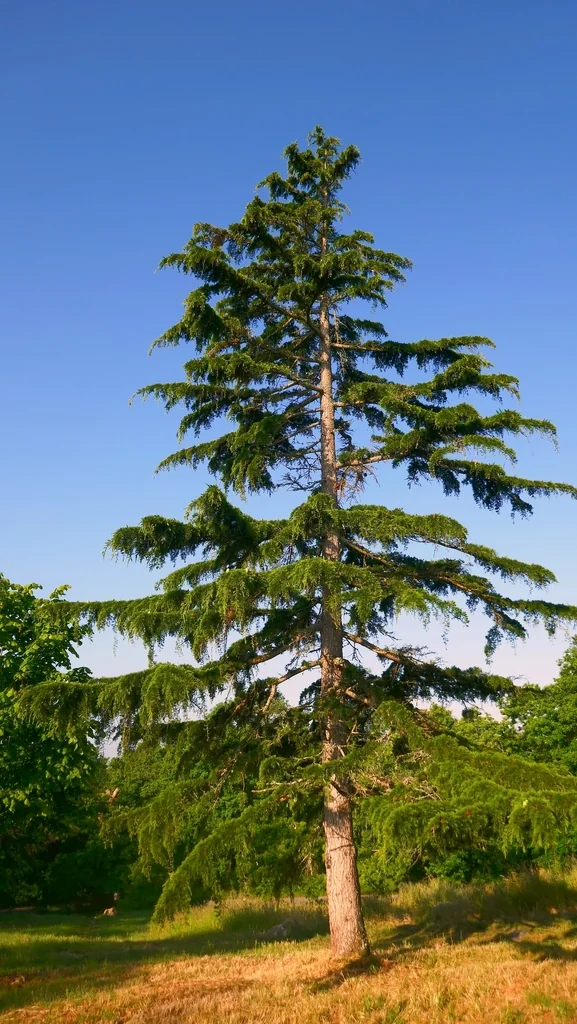 Cedrus Deodara