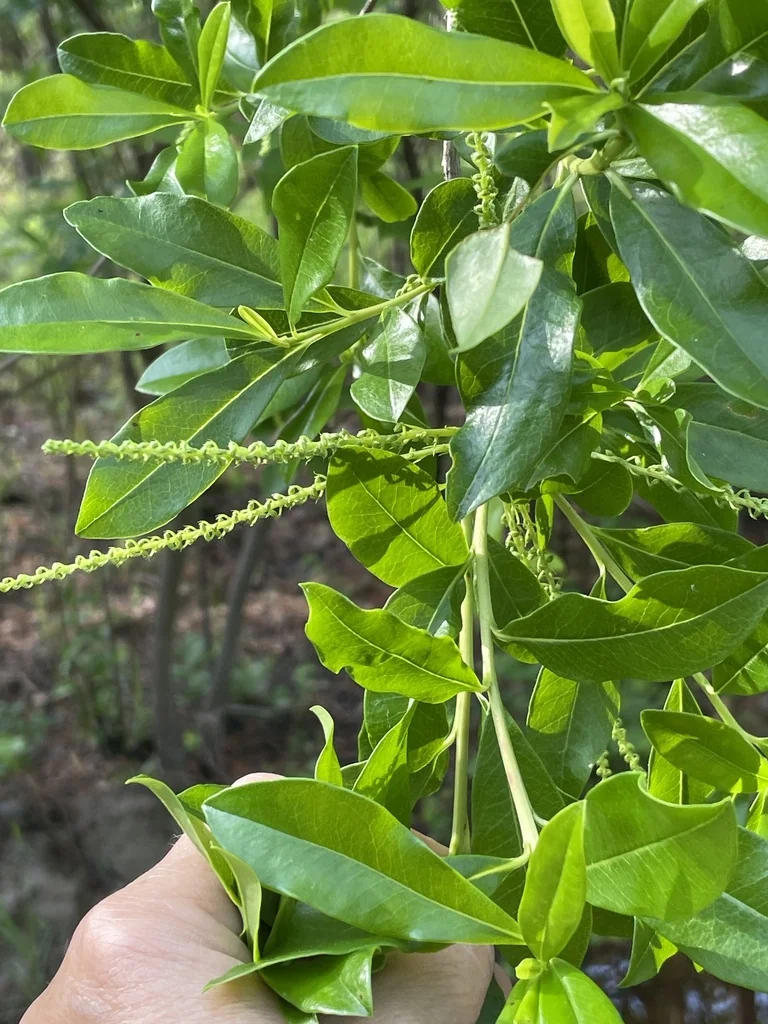 Cyrilla Racemiflora