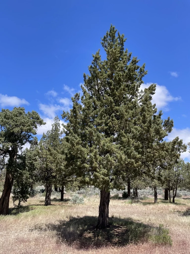 Juniperus Occidentalis