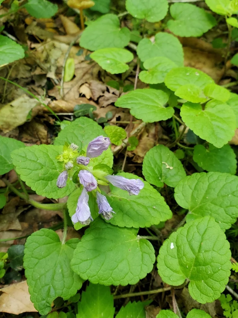 Meehania Cordata